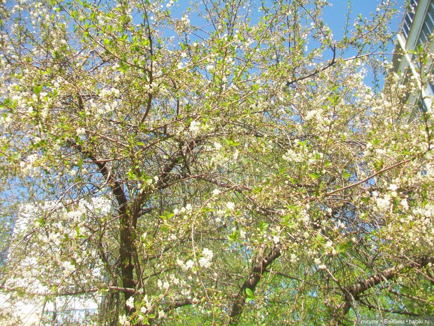 Апрельская прогулка по бульвару "Домашний"