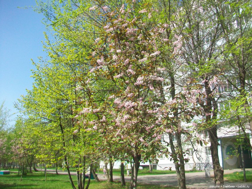 Апрельская прогулка по бульвару "Домашний"