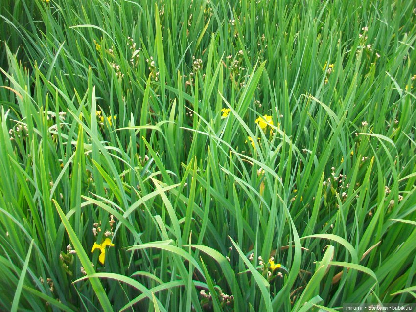 Озеро Кабан в Казани — Игровые куклы разных производителей (Разное): редкие бренды (фото 10)