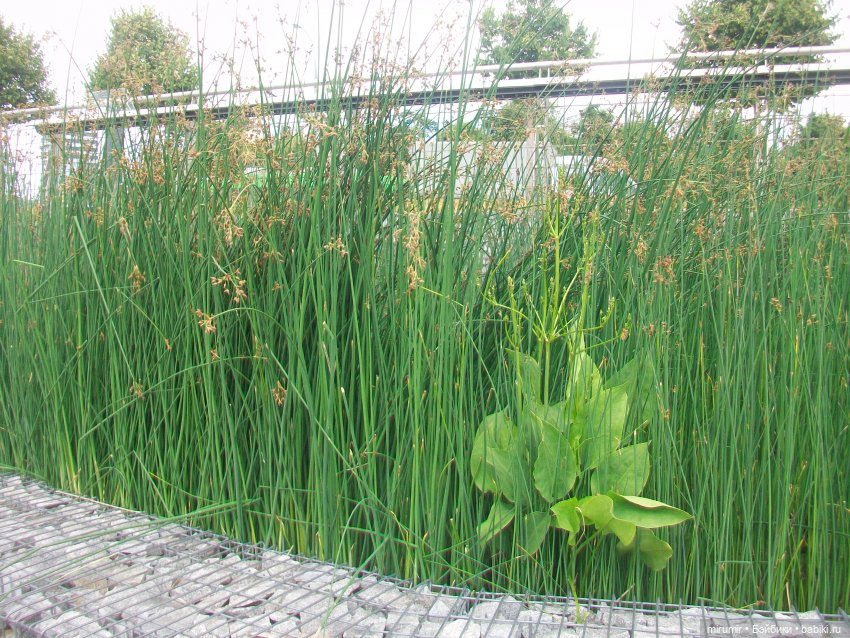 Озеро Кабан в Казани — Игровые куклы разных производителей (Разное): редкие бренды (фото 9)