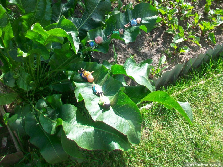 Летние поездки на дачу - 1