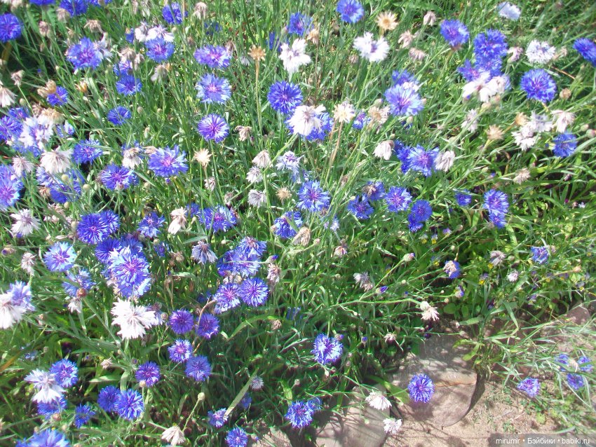 Кострома - 2023 — Игровые куклы разных производителей (Разное): редкие бренды