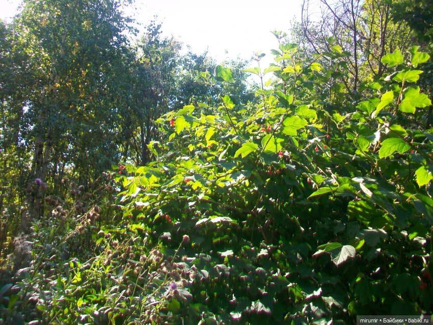 Парковая романтика — Игровые куклы разных производителей (Разное): редкие бренды