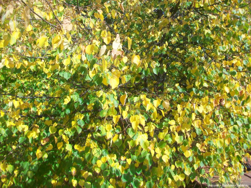 Парковая романтика — Игровые куклы разных производителей (Разное): редкие бренды