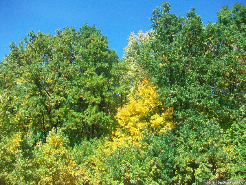 Парковая романтика — Игровые куклы разных производителей (Разное): редкие бренды