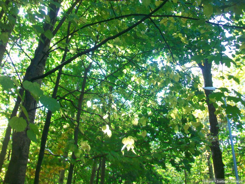 Парковая романтика — Игровые куклы разных производителей (Разное): редкие бренды