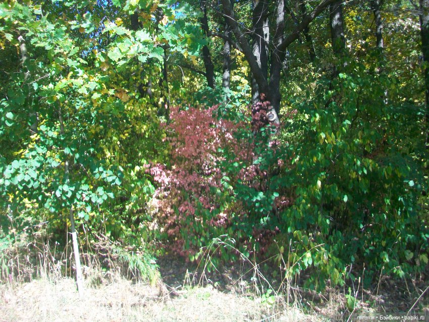 Парковая романтика — Игровые куклы разных производителей (Разное): редкие бренды