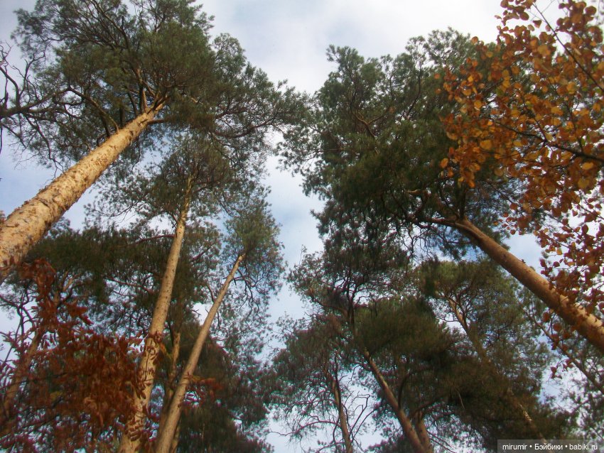 Сентябрьские поездки на дачу - 2 (фото 6)