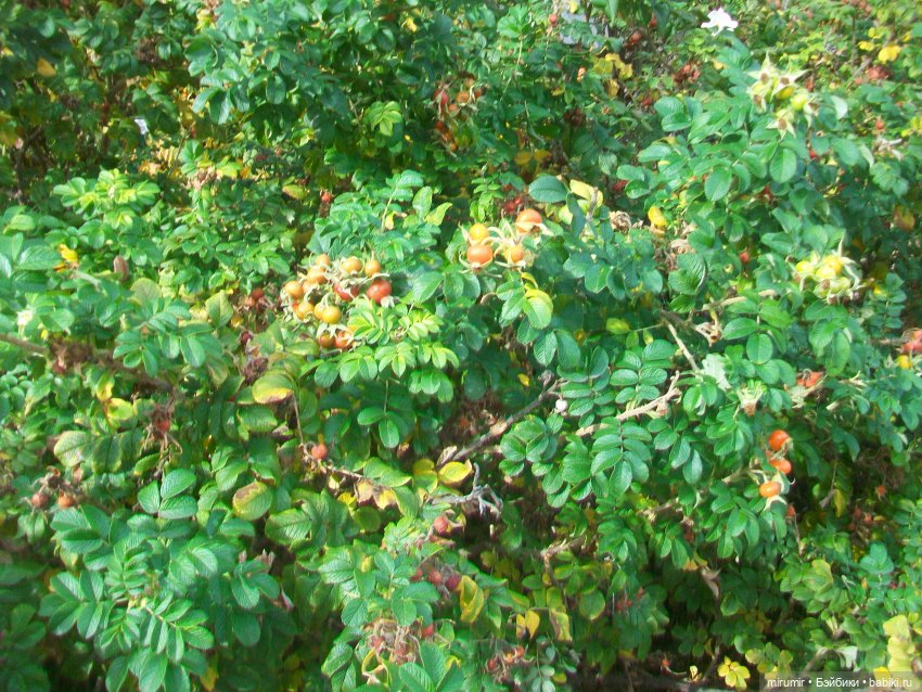 Октябрьская прогулка на озеро (фото 2)