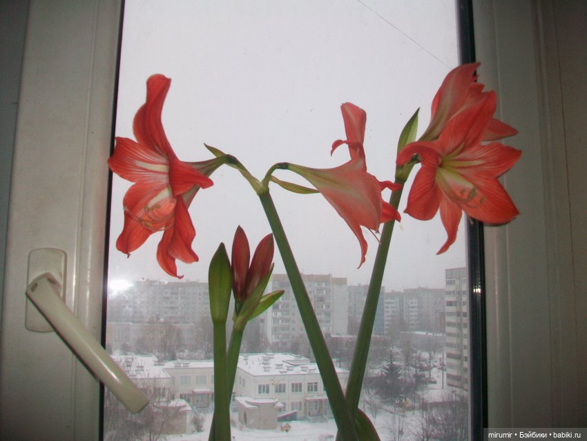 Опять новые куклы — Игровые куклы разных производителей (Разное): редкие бренды