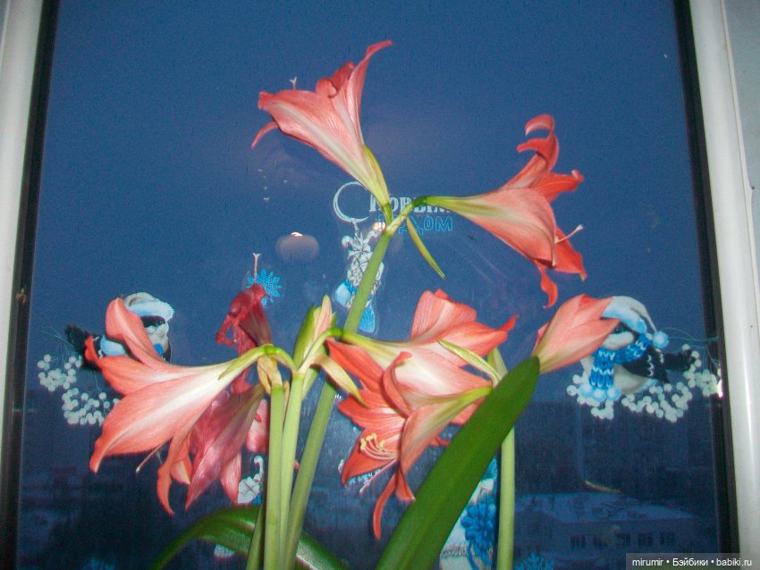 С Новым годом поздравляю — Игровые куклы разных производителей (Разное): редкие бренды (фото 8)