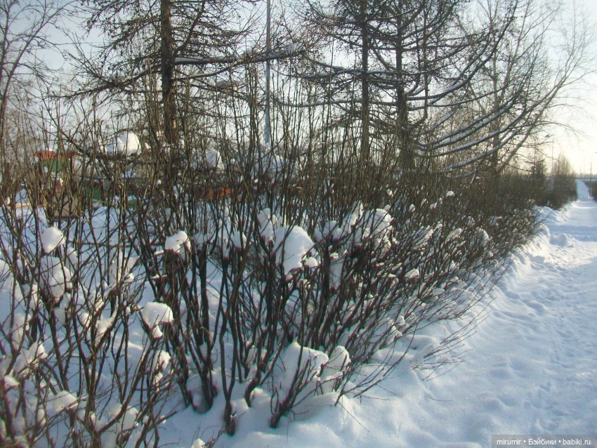 Январские прогулки - 2 — Игровые куклы разных производителей (Разное): редкие бренды