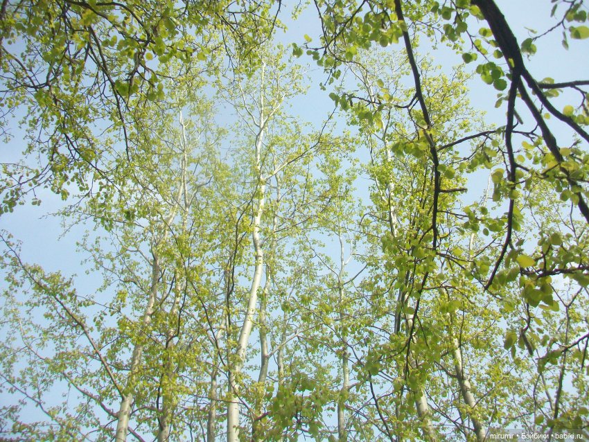 С Первомаем — Интересное и необычное: фотоподборки (фото 8)