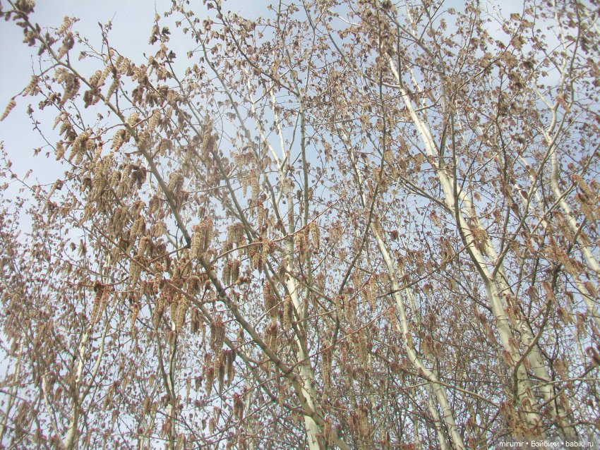 Апрельские прогулки - 1 — Игровые куклы разных производителей (Разное): редкие бренды (фото 6)