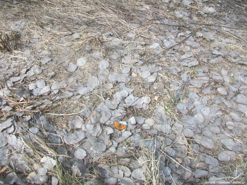 Апрельские прогулки - 1 — Игровые куклы разных производителей (Разное): редкие бренды