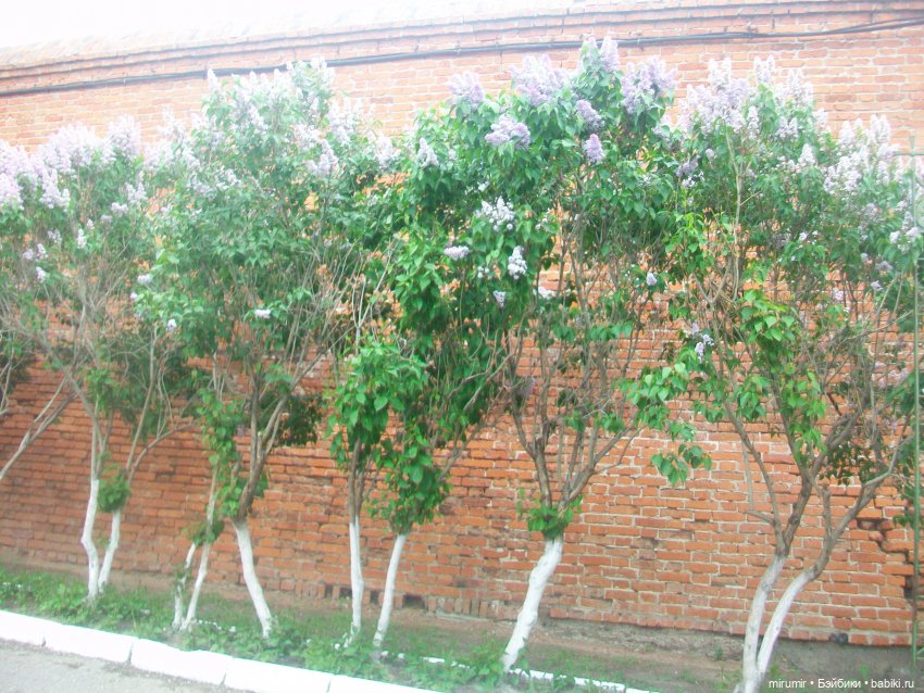 Майские прогулки - 2 — Туризм и путешествия: фотоотчеты из поездок (фото 10)