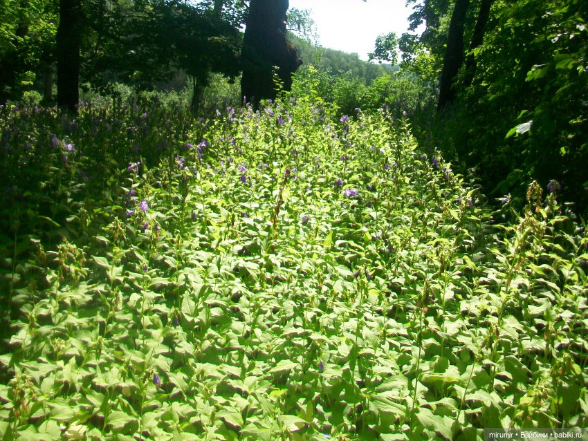 Ясная поляна - 2024 — Туризм и путешествия: фотоотчеты из поездок