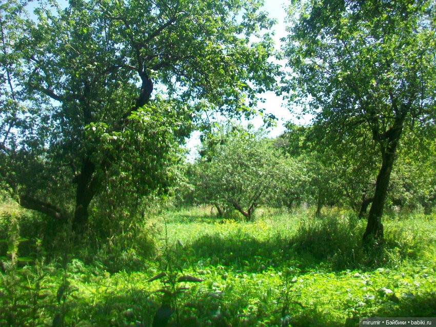 Ясная поляна - 2024 — Туризм и путешествия: фотоотчеты из поездок