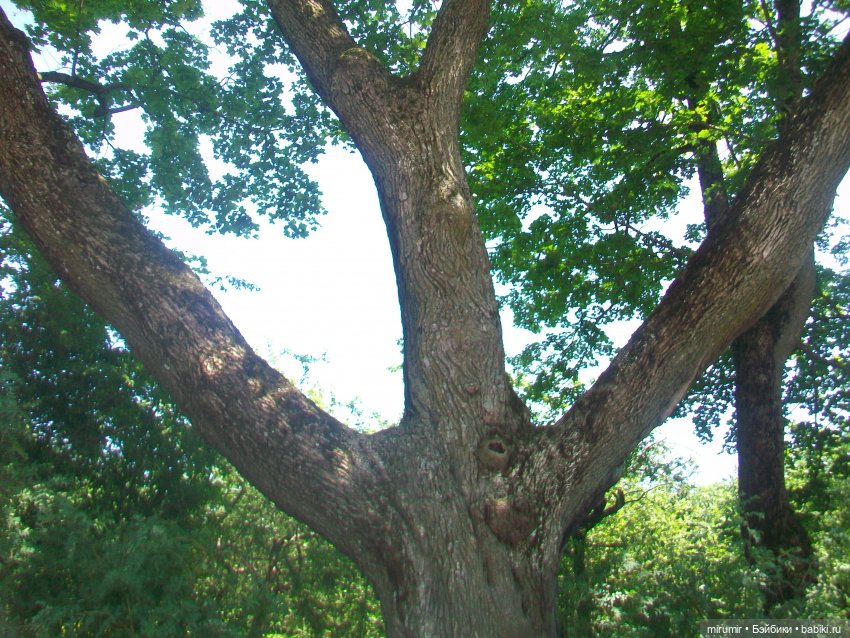 Ясная поляна - 2024 — Туризм и путешествия: фотоотчеты из поездок