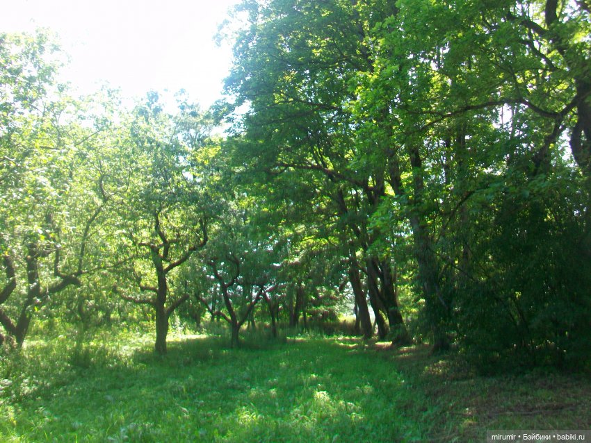 Ясная поляна - 2024 — Туризм и путешествия: фотоотчеты из поездок