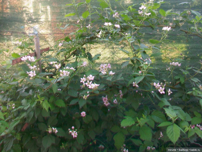 Дача.Июнь - 2024 — Игровые куклы разных производителей (Разное): редкие бренды