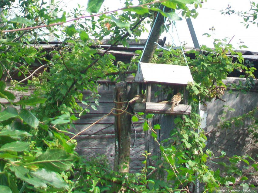 Дача.Июнь - 2024 — Игровые куклы разных производителей (Разное): редкие бренды