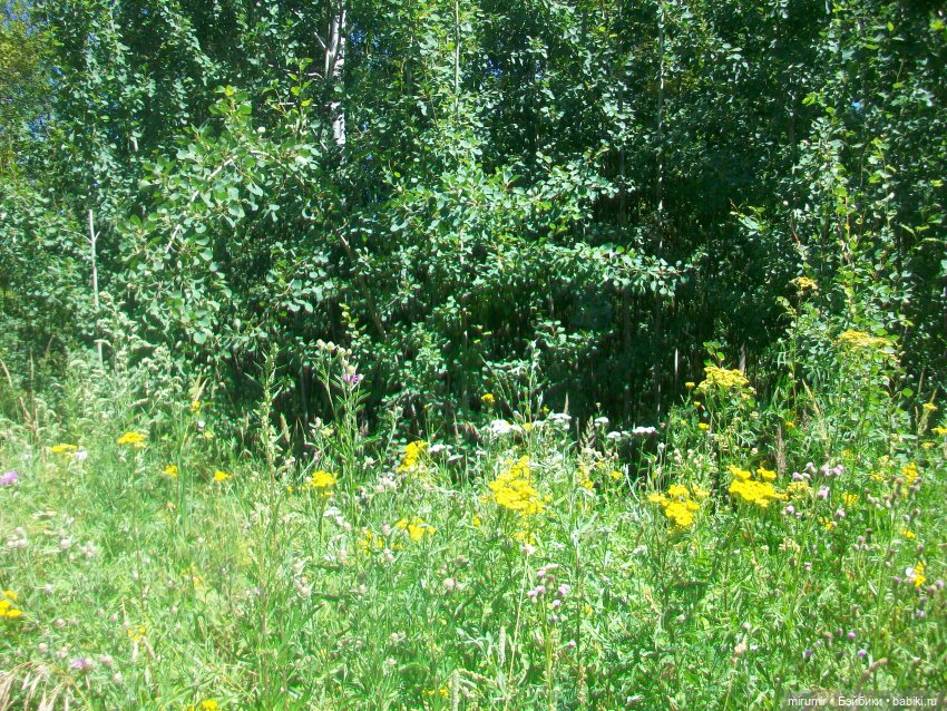 Наш парк летом — Игровые куклы разных производителей (Разное): редкие бренды