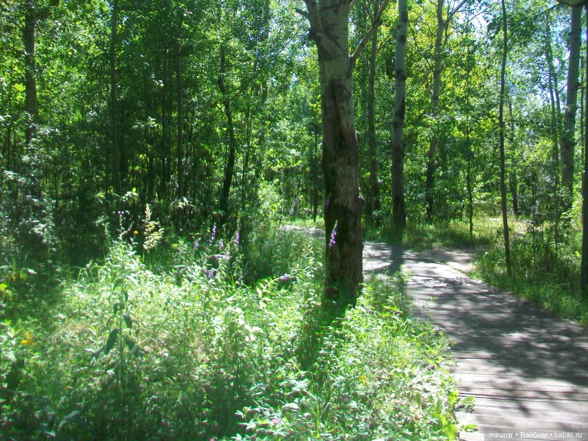 Наш парк летом — Игровые куклы разных производителей (Разное): редкие бренды