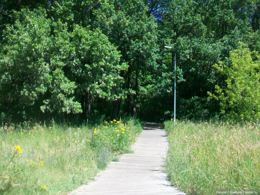 Наш парк летом — Игровые куклы разных производителей (Разное): редкие бренды