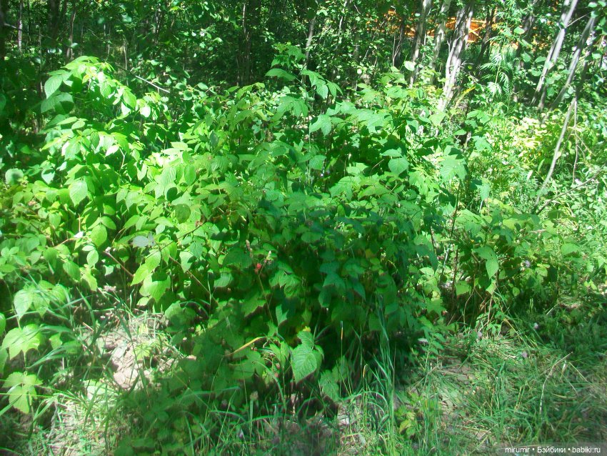 Наш парк летом — Игровые куклы разных производителей (Разное): редкие бренды