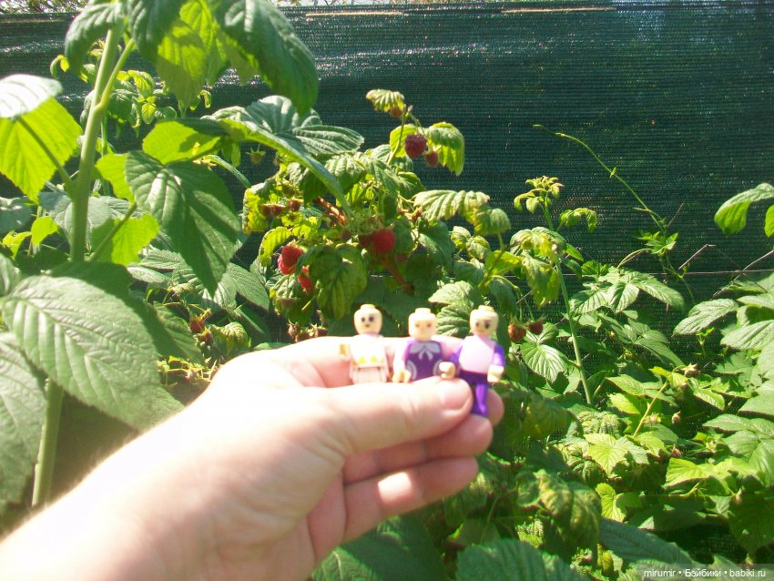 Дача.Июль - 2024 — Игровые куклы разных производителей (Разное): редкие бренды