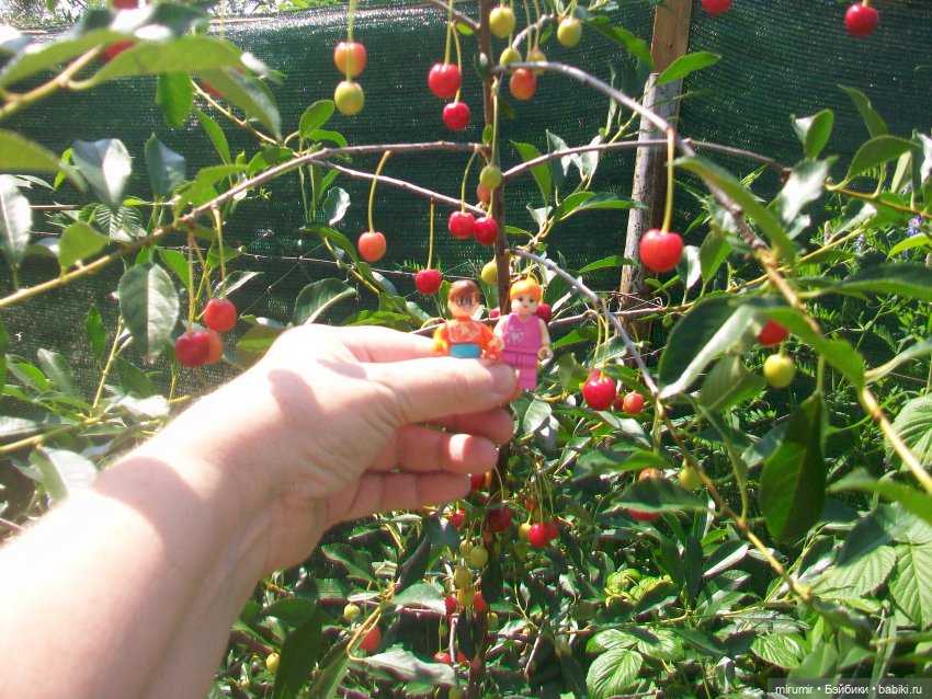 Дача.Июль - 2024 — Игровые куклы разных производителей (Разное): редкие бренды