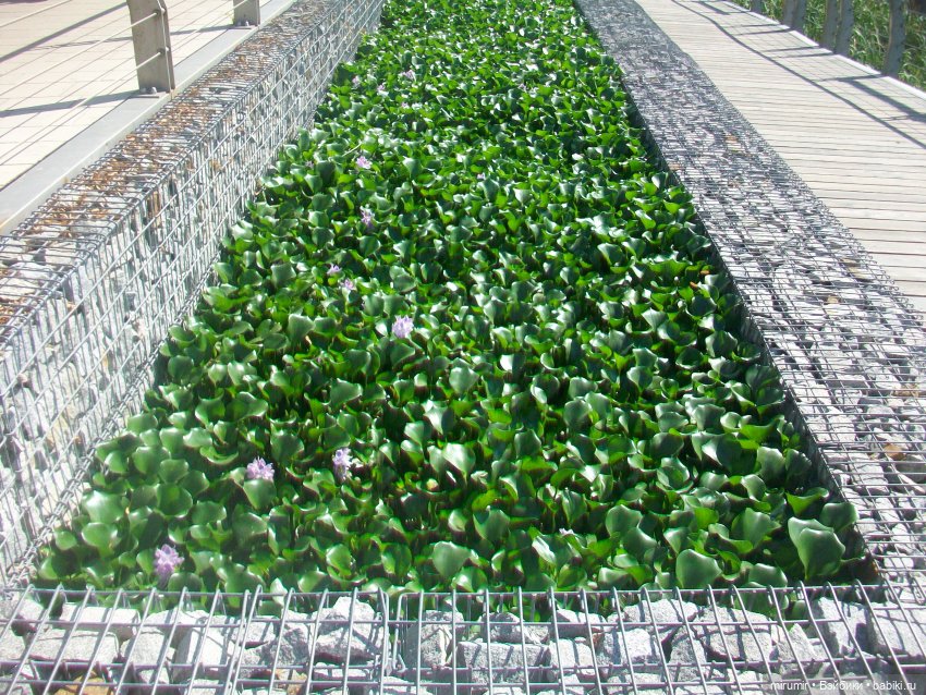 Озеро Кабан в Казани и то, что рядом с ним находится