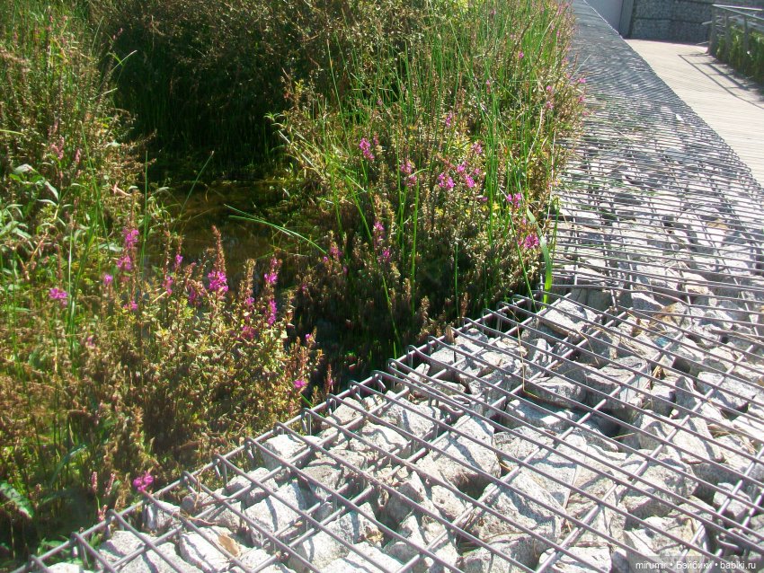 Озеро Кабан в Казани и то, что рядом с ним находится