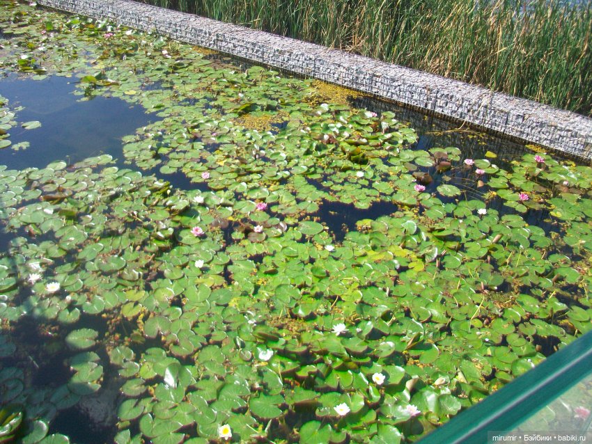 Озеро Кабан в Казани и то, что рядом с ним находится