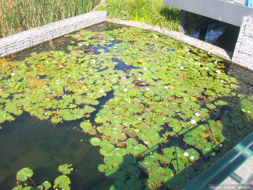 Озеро Кабан в Казани и то, что рядом с ним находится