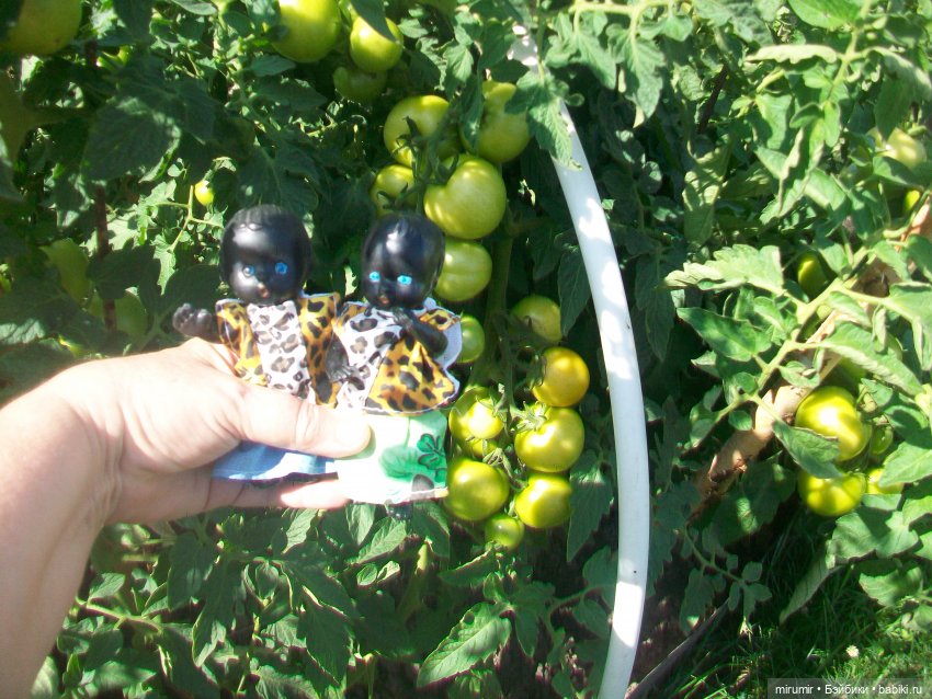 Дача.Август - 2024 — Игровые куклы разных производителей (Разное): редкие бренды