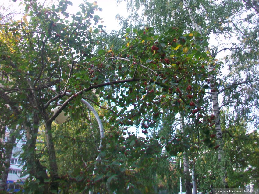 Сентябрь.Парк химиков — Игровые куклы разных производителей (Разное): редкие бренды