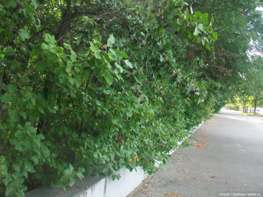 Сентябрь.Парк химиков — Игровые куклы разных производителей (Разное): редкие бренды (фото 3)