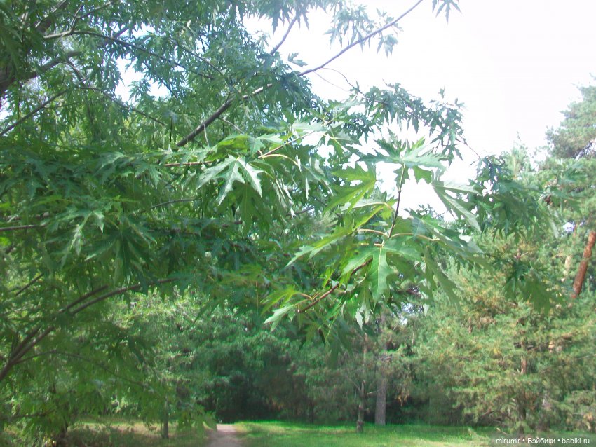 Сентябрь.Парк химиков — Игровые куклы разных производителей (Разное): редкие бренды