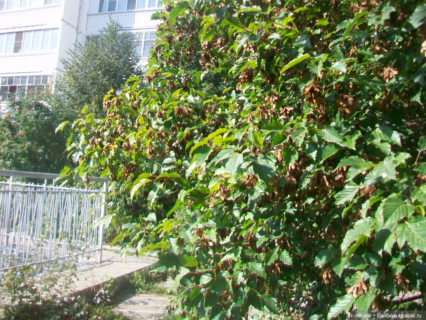 Наше озеро осенью — Игровые куклы разных производителей (Разное): редкие бренды