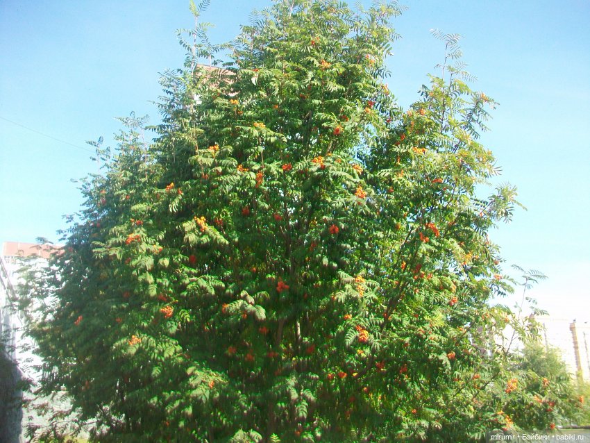 Наше озеро осенью — Игровые куклы разных производителей (Разное): редкие бренды (фото 2)