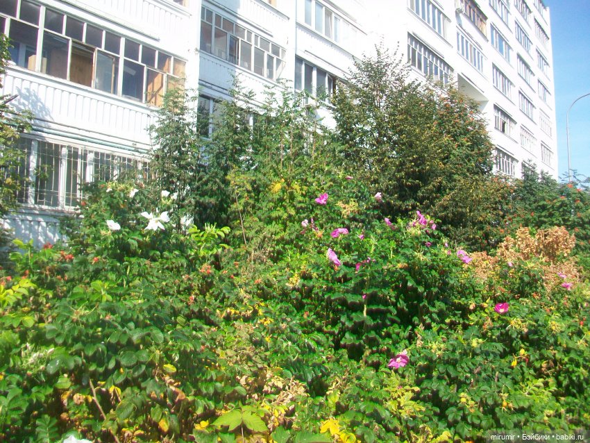 Наше озеро осенью — Игровые куклы разных производителей (Разное): редкие бренды