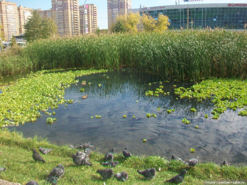 Наше озеро осенью — Игровые куклы разных производителей (Разное): редкие бренды