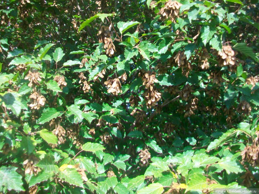 Наше озеро осенью — Игровые куклы разных производителей (Разное): редкие бренды