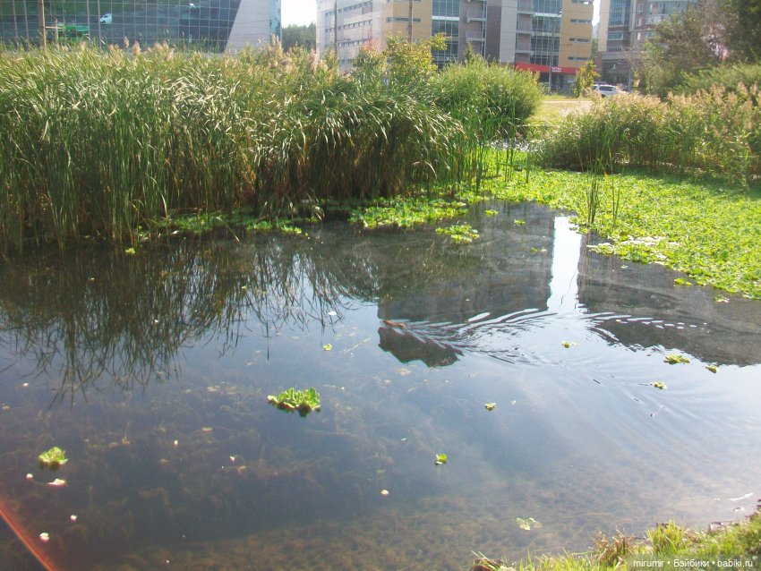 Наше озеро осенью — Игровые куклы разных производителей (Разное): редкие бренды (фото 6)