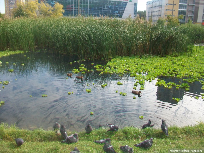 Наше озеро осенью — Игровые куклы разных производителей (Разное): редкие бренды