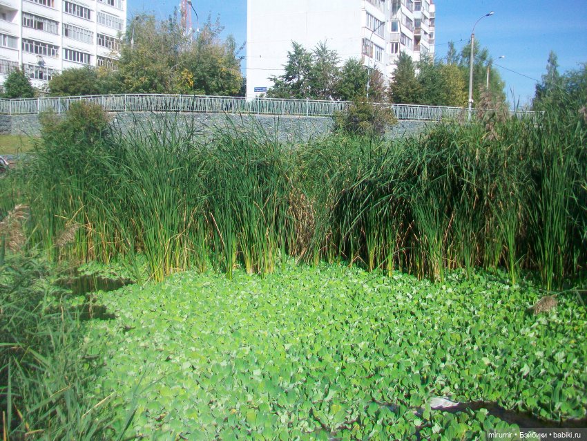 Наше озеро осенью — Игровые куклы разных производителей (Разное): редкие бренды