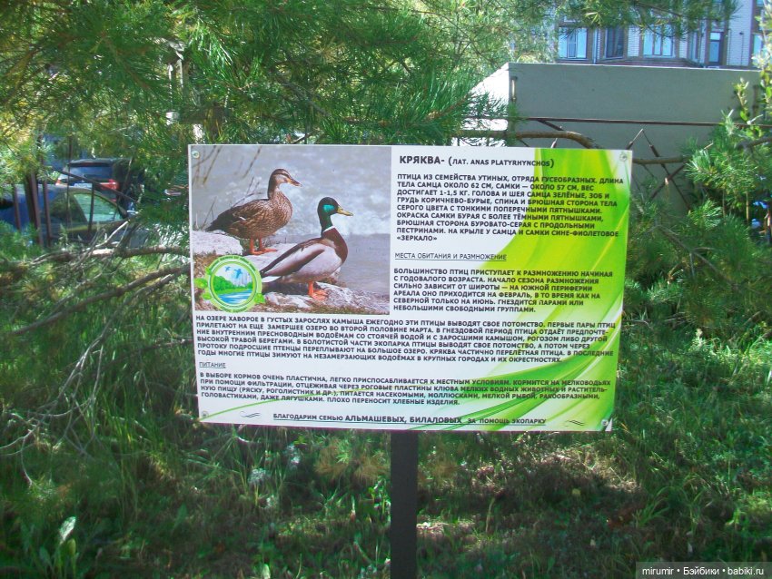 Сентябрь.Озеро Харовое — Игровые куклы разных производителей (Разное): редкие бренды