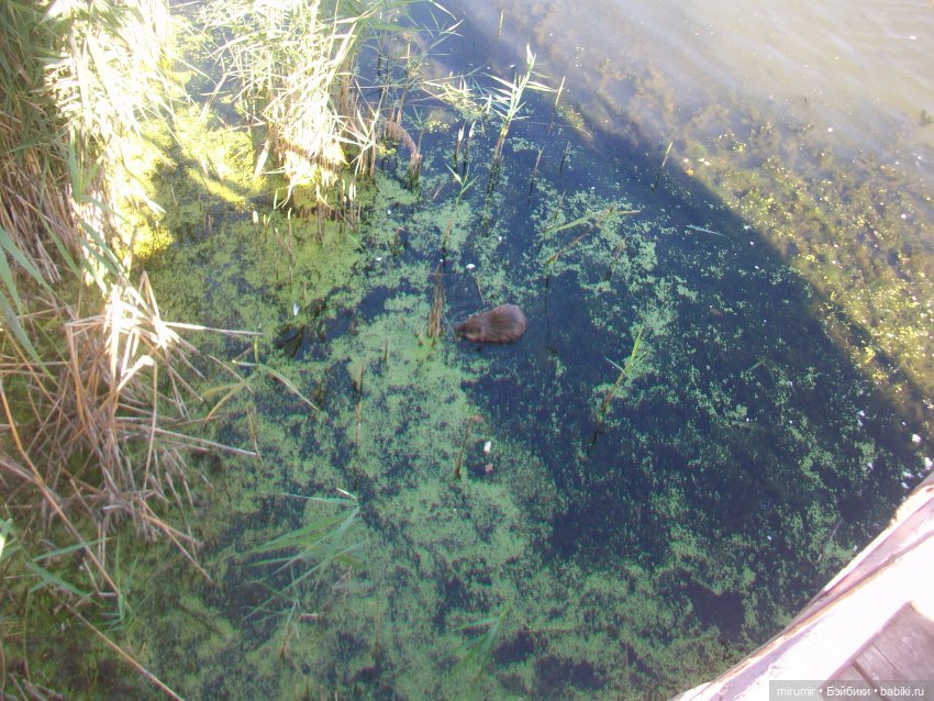 Сентябрь.Озеро Харовое — Игровые куклы разных производителей (Разное): редкие бренды